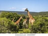 Wildlife and Conservancy image